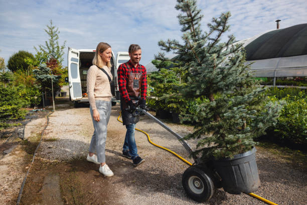 The Steps Involved in Our Tree Care Process in Tyler, TX